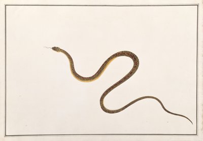 Schlange, aus Zeichnungen von Tieren, Insekten und Reptilien aus Malakka, ca. 1805-18 von Chinese School